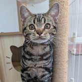 アメリカンショートヘア