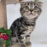 スコティッシュフォールド(折れ耳)【大阪府・女の子・2025年9月16日・ブラウンタビー】の写真1