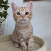 アメリカンショートヘア