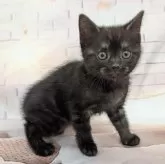 スコティッシュフォールド(立ち耳)