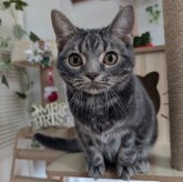 アメリカンショートヘア