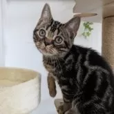 アメリカンショートヘア【大阪府・男の子・2025年7月4日・ブラウンタビー】の写真8