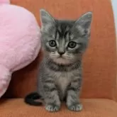 スコティッシュフォールド(立ち耳)【大阪府・女の子・2025年2月18日・ブルーパッチドタビー】の写真2