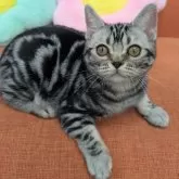 アメリカンショートヘア【大阪府・男の子・2024年11月17日・シルバータビー】の写真2