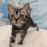 アメリカンショートヘア【大阪府・男の子・2025年4月19日・シルバータビー】の写真2