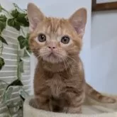 アメリカンショートヘア【大阪府・男の子・2025年5月11日・レッドタビー】の写真2