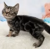 アメリカンショートヘア【大阪府・男の子・2025年7月4日・ブラウンタビー】の写真13