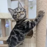 アメリカンショートヘア【大阪府・男の子・2025年7月4日・ブラウンタビー】の写真6