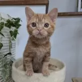 アメリカンショートヘア【大阪府・男の子・2025年5月11日・レッドタビー】の写真6