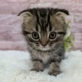 スコティッシュフォールド(折れ耳)【大阪府・女の子・2025年9月16日・ブラウンタビー】の写真4