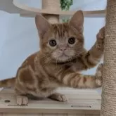 アメリカンショートヘア【大阪府・男の子・2025年5月11日・レッドタビー】の写真7