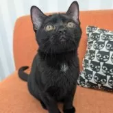 アメリカンショートヘア【大阪府・女の子・2025年5月11日・ブラック】の写真4