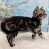 アメリカンショートヘア【大阪府・男の子・2025年4月19日・シルバータビー】の写真5