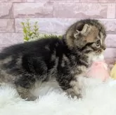 スコティッシュフォールド(折れ耳)【大阪府・女の子・2025年9月16日・ブラウンタビー】の写真5