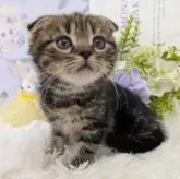 スコティッシュフォールド(折れ耳)【大阪府・女の子・2025年9月16日・ブラウンタビー】の写真4