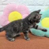 スコティッシュフォールド(立ち耳)【大阪府・女の子・2025年2月18日・ブルーパッチドタビー】の写真8