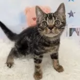 アメリカンショートヘア【大阪府・男の子・2025年7月4日・ブラウンタビー】の写真10