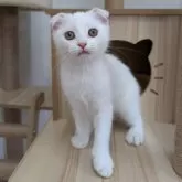 スコティッシュフォールド(折れ耳)【大阪府・女の子・2025年7月12日・ホワイト】の写真3