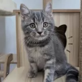 スコティッシュフォールド(立ち耳)【大阪府・男の子・2025年7月31日・ブルータビー】の写真2