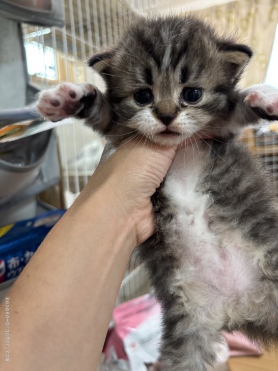 加藤里紗ブリーダーのブログ：アメリアの子猫