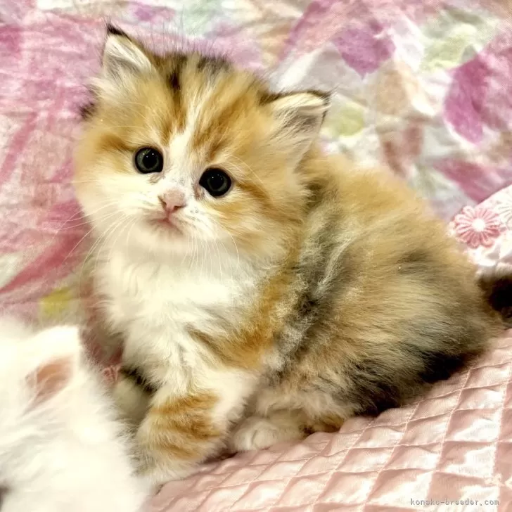 ID:2504-00131の子猫
