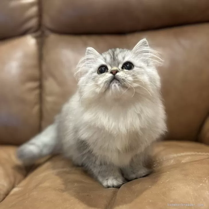 ID：2410-02814の子猫