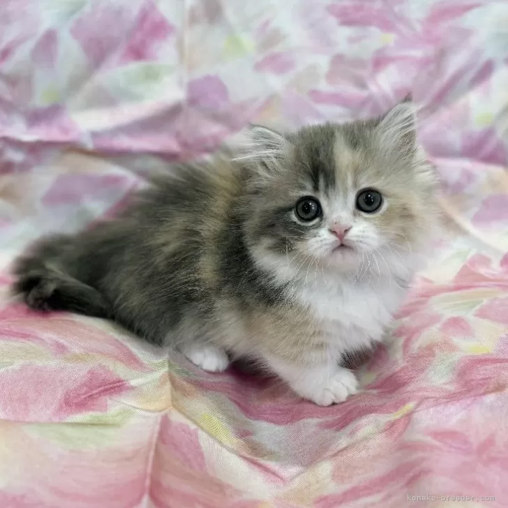 ID：2501-00559の子猫