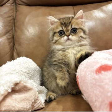 ミヌエット(短足)【東京都・男の子・2025年9月14日・ブラウンマッカレルタビー（ロング）】の写真「去勢手術など込みの価格です⭐️」