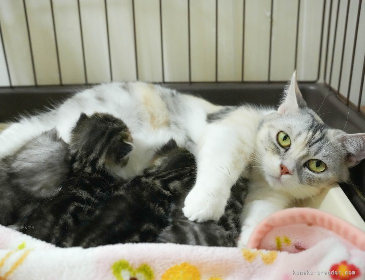 子育ての様子です💓｜鈴木　理菜(すずき　りな)ブリーダー(茨城県・マンチカンなど・ZCC登録)の紹介写真2