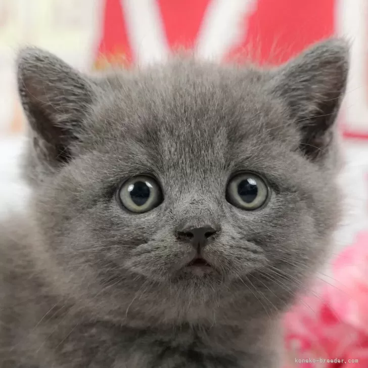 ID：2408-00186の子猫