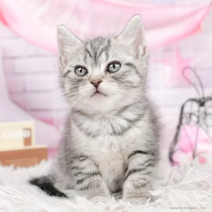 やまひろ 様のお迎えした子猫