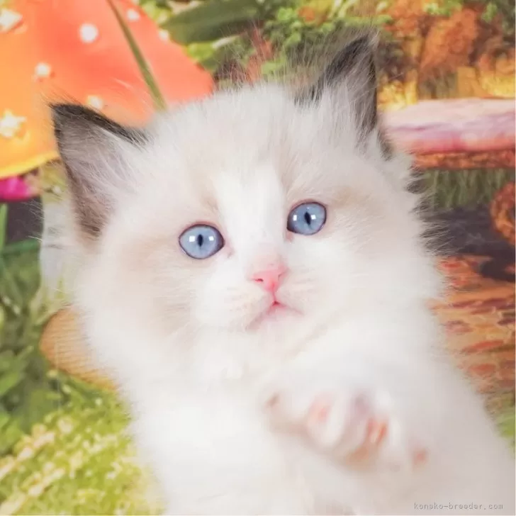 ID:2402-00130の子猫