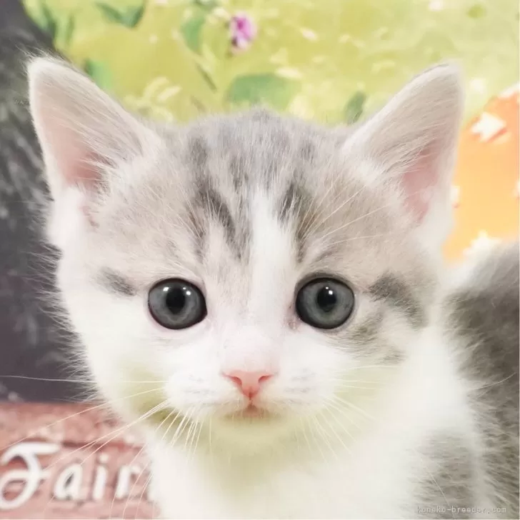 ID:2401-00683の子猫