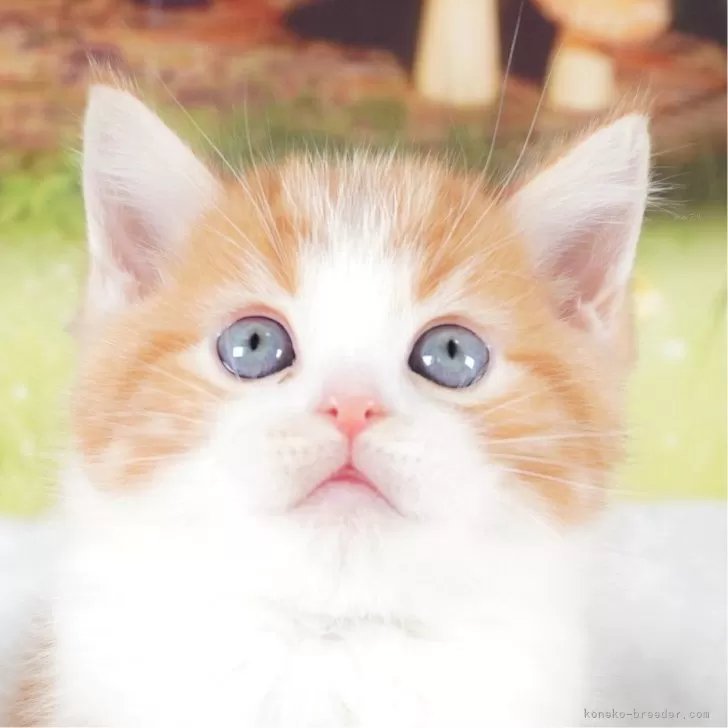 ID：2401-01826の子猫