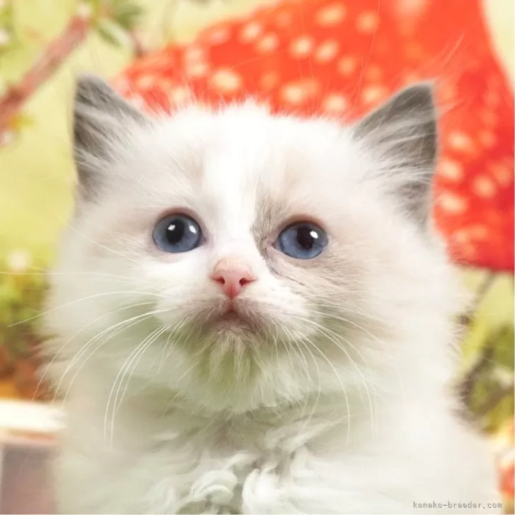 ID：2404-02310の子猫
