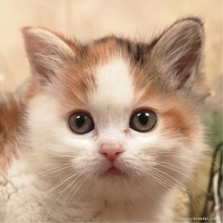 ID：2403-01951の子猫