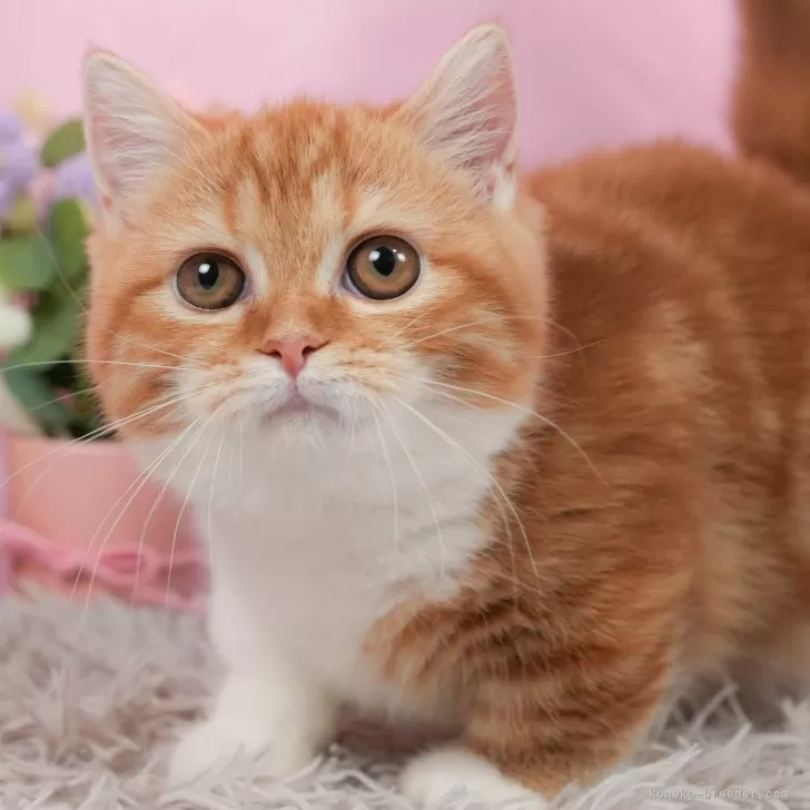 K.H 様のお迎えした子猫