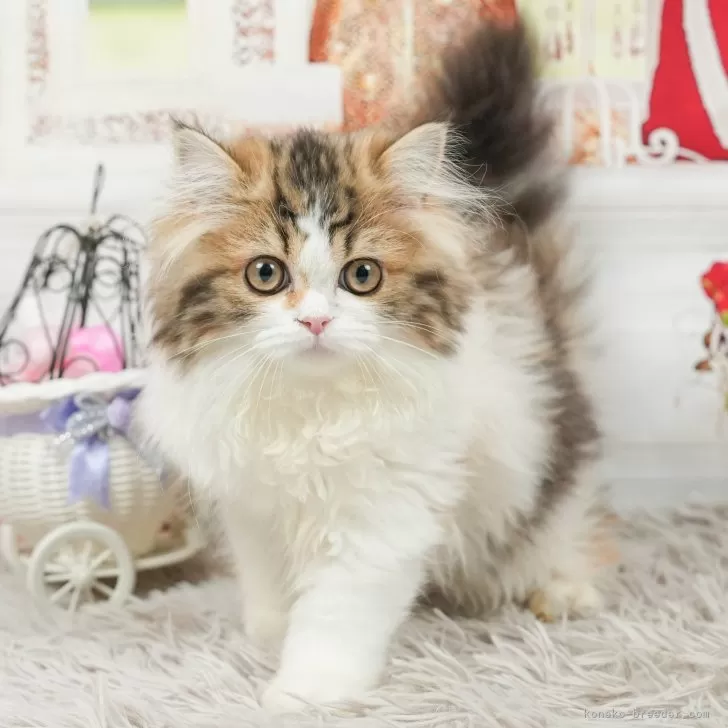 H.A 様のお迎えした子猫
