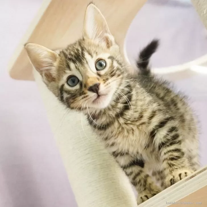 ID:2312-02261の子猫