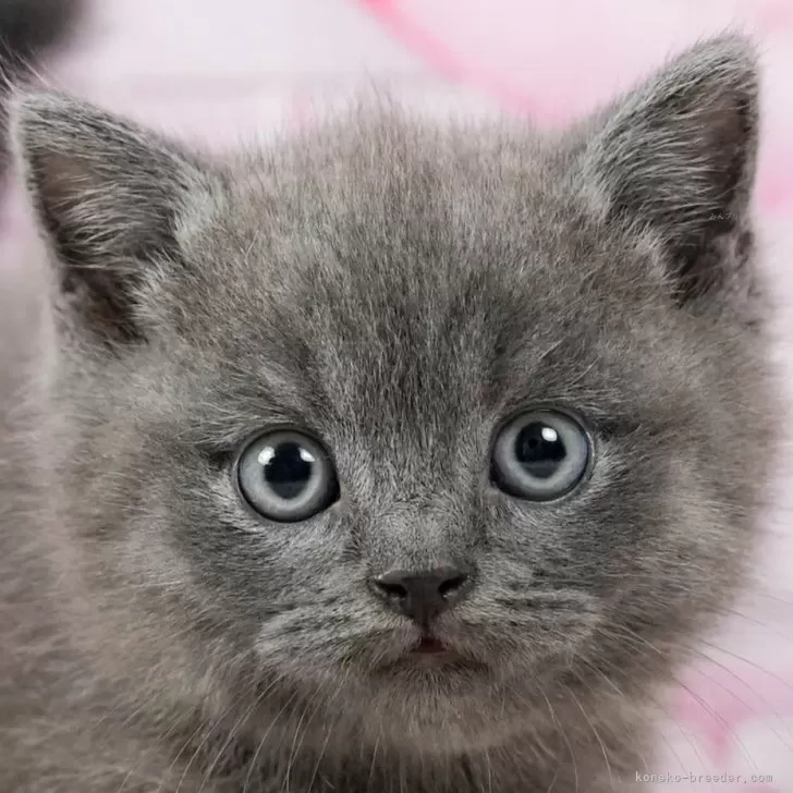 ID:2408-00190の子猫