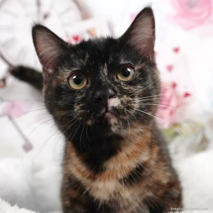 ID：2401-01825の子猫