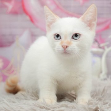 マンチカン(長足)【茨城県・女の子・2024年4月5日・クリーム&ホワイト】の写真「兄妹唯一の女の子💕中足ちゃんです🐈」