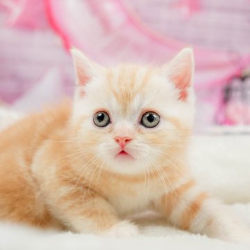 マンチカン(長足)【茨城県・男の子・2024年5月28日・クリームタビー】の写真「おっとりまったりボーイです🍃」