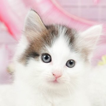 ノルウェージャンフォレストキャット【茨城県・女の子・2024年6月2日・ブラウンタビー&ホワイト】の写真「ごはんも遊ぶのもだいすき🌟」