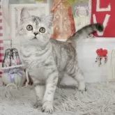 ミヌエット(長足)【茨城県・女の子・2024年1月19日・シルバーパッチドタビー】の写真1「生後162日」