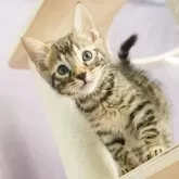 ベンガル【茨城県・男の子・2023年10月13日・ブラウンスポテッドタビー】の写真1「12/16撮影(生後64日)」