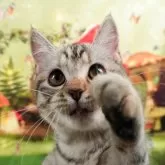 ミヌエット(長足)【茨城県・女の子・2023年10月12日・シルバーパッチドタビー 】の写真2「2/9撮影(生後120日時点)」