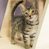 ベンガル【茨城県・男の子・2023年10月13日・ブラウンスポテッドタビー】の写真2「12/16撮影(生後64日)」