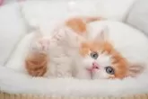 ノルウェージャンフォレストキャット【茨城県・男の子・2024年2月25日・レッドタビー&ホワイト】の写真3「生後49日」