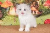 ラグドール【茨城県・男の子・2023年12月19日・シールポイントバイカラー】の写真5「2/3撮影（生後46日）」